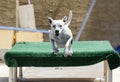 Smiling dog jumping off a dock