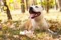 Smiling dog portrait