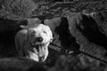 Smiling Dog On a Rock In Sunshine Royalty Free Stock Photo