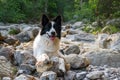 Smiling dog on the rocks in the mountains.