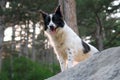 Smiling dog on the rocks in the mountains.