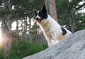 Smiling dog on the rocks in the mountains.