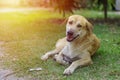 Smiling dog Royalty Free Stock Photo