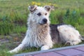 A smiling dog in the summer evening