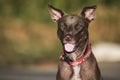 Smiling dog sunshine background Royalty Free Stock Photo