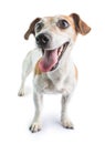 Smiling dog tongue out lookin left side. Royalty Free Stock Photo