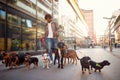 Smiling dog walker man in the street with lots of dogs Royalty Free Stock Photo