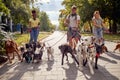 Smiling dog walker  in the street with lots of dogs Royalty Free Stock Photo