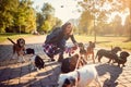 Smiling dog walker in the street with lots of dogs Royalty Free Stock Photo