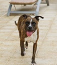 Smiling dog walking on the pool deck