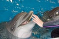 Smiling dolphin Royalty Free Stock Photo