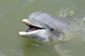 Smiling Dolphin Royalty Free Stock Photo