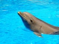 Smiling dolphin Royalty Free Stock Photo