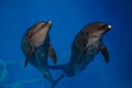 Smiling dolphin. dolphins swim Royalty Free Stock Photo