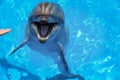 Smiling dolphin. dolphins swim Royalty Free Stock Photo