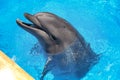 Smiling dolphin. dolphins swim Royalty Free Stock Photo