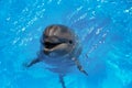 Smiling dolphin. dolphins swim