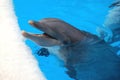 Smiling dolphin in Loro Park in Puerto de la Cruz on Tenerife, Canary Islands Royalty Free Stock Photo