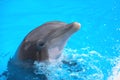 Smiling dolphin in Loro Parque in Puerto de la Cruz on Tenerife, Canary Islands Royalty Free Stock Photo