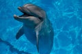 Smiling dolphin in the pool with blue water Royalty Free Stock Photo
