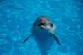 Smiling dolphin in the pool with blue water Royalty Free Stock Photo