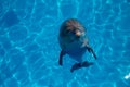 Smiling dolphin in the pool with blue water Royalty Free Stock Photo