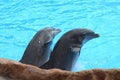 Smiling dolphins in Loro Parque in Puerto de la Cruz on Tenerife, Canary Islands Royalty Free Stock Photo