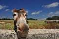 Smiling donkey