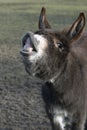 Smiling Donkey