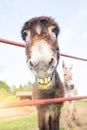 A smiling donkey with a green liquid mouth