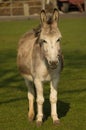 Smiling donkey Royalty Free Stock Photo