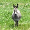 Smiling Donkey Royalty Free Stock Photo