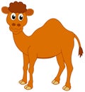 A smiling dromedary Royalty Free Stock Photo