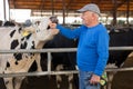 Smiling elderly livestock farm owner playing with cow Royalty Free Stock Photo