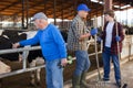 Smiling elderly livestock farm owner playing with cow Royalty Free Stock Photo