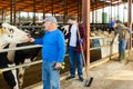 Smiling elderly livestock farm owner playing with cow Royalty Free Stock Photo