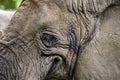 Smiling elephant. Elephant close-up smiles, mouth and eyes of an African elephant.