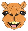 Smiling face of camel
