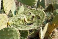 Smiling face carved in tzabar cactus, or prickly p