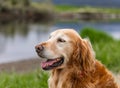 Smiling Face Cute Lovely Adorable Golden Retriever Dog in Fresh Green Grass Lawn in the Park Royalty Free Stock Photo