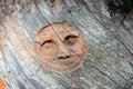 Smiling face in the wood, Valle d`Aosta, Italy