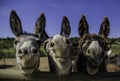 Smiling farm donkeys Royalty Free Stock Photo