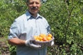 Farmer showing basket full of apricots