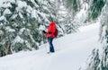 Smiling female trekker dressed red jacket with trekking poles enjoying fir-trees covered snow while walking by snowy slope, Low