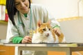 Smiling female vet petting cat on table Royalty Free Stock Photo