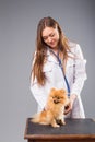 Smiling female vet with phonendoscope holding cute pomeranian do Royalty Free Stock Photo