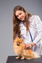 Smiling female vet with phonendoscope holding cute pomeranian do Royalty Free Stock Photo