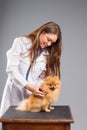 Smiling female vet with phonendoscope holding cute pomeranian do Royalty Free Stock Photo