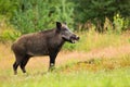 Smiling female of wild boar standing in the forest with mouth open Royalty Free Stock Photo