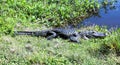 A smiling Florida Alligator is sunning to absorb heat from the Florida sun. Royalty Free Stock Photo